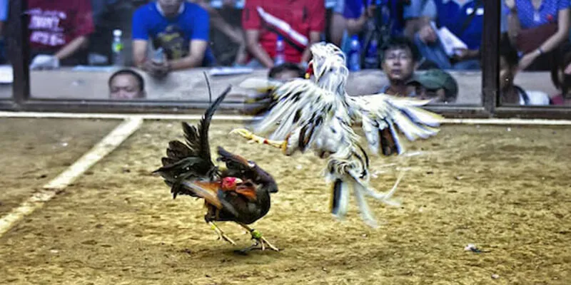 Tiêu chí nhận định thắng thua cụ thể