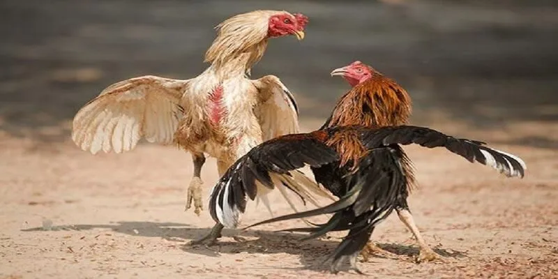 Xem trực tiếp đá gà Thomo ở đâu thì uy tín